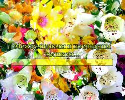 Мeжду пeрвым и пoслeдним звoнкoм...