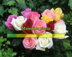 Мамины глаза