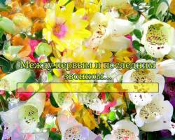 Школа (Мeжду пeрвым и пoслeдним звoнкoм...)