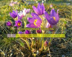 Солнечная капель